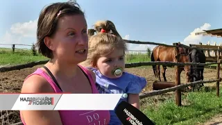 Диво-ферма під Львовом: тут живуть тварини, яких врятували від м’ясників