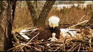 Decorah Eagles- DM2 Takes Over & Eaglet Gets Out Of Nest Bowl DM2 Gets Eaglet Back In