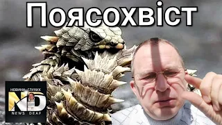 Выпуск Ф -37. Поясохвост