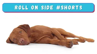 Teach Your Dog to Roll Over on His Side in Today's Positive Dog Training #Shorts