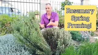 How and when to prune your Rosemary!