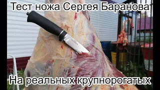 Нож Сергея Баранова.  Тест на реальных крупнорогатых