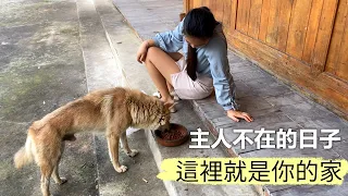 主人離家打工去了，留下了一隻無家可歸的狗狗。女子每天幫忙餵養，有一天它再也不來了...