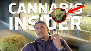 Enthüllt: Cannabis-Insider packt aus! Skandale, Verfolgung und eine Anleitung für den Eigenanbau!