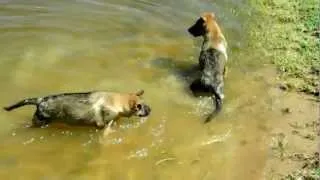 German Shepherd Puppies First Time Swimming