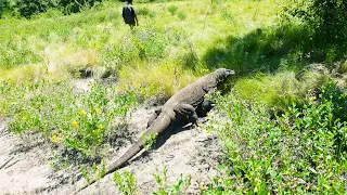 Svajonė išpildyta! Džiausias pasaulio roplys pamatytas - Komodo Varanas