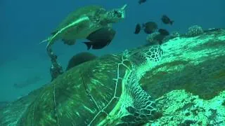 Close Encounter with Sea Turtles!| Pride of Maui