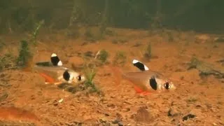 Kaffeebohnensalmler und andere kleinbleibende Salmler im natürlichen Habitat Französisch-Guayanas