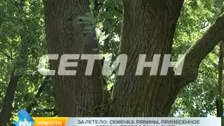 Нижегородская природа опровергает русские пословицы