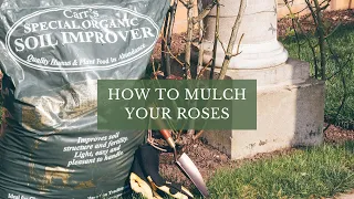 How to Mulch Your Roses by David Austin Roses