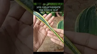 Easiest Way to Propagate Snake Plant at Home