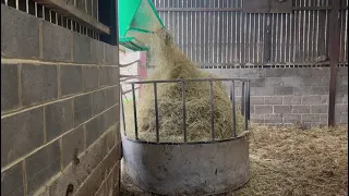 Feed-a-bale hood fills ring-feeder with haylage!