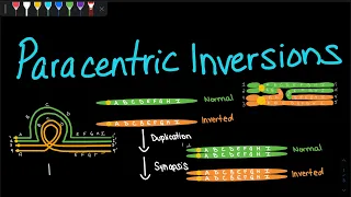 Paracentric Inversions | Genetics