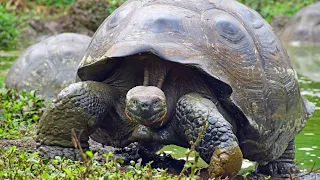 Live with Galapagos Tortoises in the Highlands