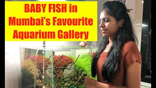 ADA Nature Aquarium Gallery | Still Water Aquatics | Mumbai's Favourite Aquarium Gallery & Store