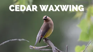 Cedar Waxwing | What ARE those red waxy tips?