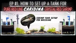 Tank Setup for Pure Red Line Caridina Crystal Red Shrimp - UGF Box Asian Method