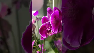 Орхідея фаленопсис Кам’яна роза