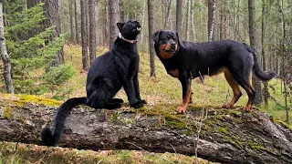 😱 Very strange places. Luna the panther & ancient sentinels 🌴🌳