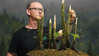 Creating Your Own Swamp Cypress Bonsai Grove: Step-by-Step Guide