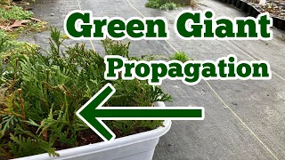 Green Giant Arborvitae Propagation The Easy Way - Part 1  // Rooting Thuja Green Giants