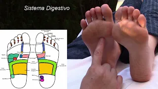 👣 REFLEXOLOGÍA PODAL Localización de todos los sistemas órganos y estructuras corporales