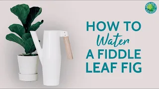 The RIGHT Way To Water Your Fiddle Leaf Fig (To Prevent Root Rot) | Fiddle Leaf Fig Plant Resource
