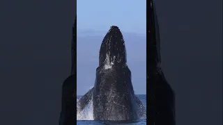 A full-grown adult humpback whale launches to the sky! #nature #animals #sea