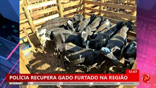 Polícia recupera em Areado gado furtado em Machado