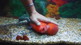 Most Friendly Flowerhorn Fish | Amazing Monster Head Flowerhorn