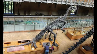 🦕Galerie de paléontologie 🦴 - Muséum national d'histoire naturelle de Paris 🗼 #vlog