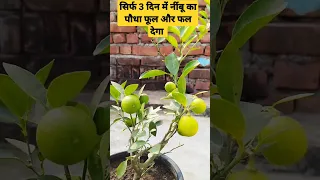 सिर्फ 3 दिन में नींबू का पौधा फूल और फल देगा केवल एक बार यह चीज डालें/lemon plant care #shorts