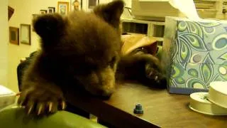 (Dancing) Bear Cub - Lake Tahoe Wildlife Care