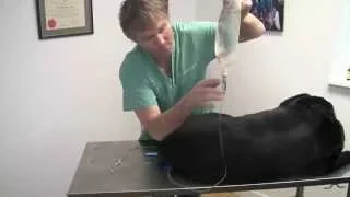 Giving Sub Q Fluids to your Dog or Cat