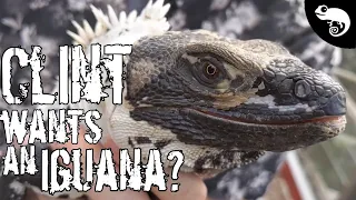 Five of the Best Pet Iguanas