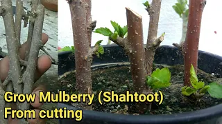 Mulberry (Shahtoot) ki cutting kaise ugae