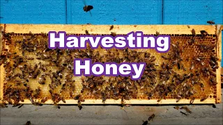 Harvesting Honey From My Bee Hive - start to finish overview