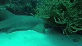 Scuba Diving British Virgin Islands GoPro