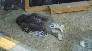 Why do owls sleep this way? The unusual sleeping habits of different animals.