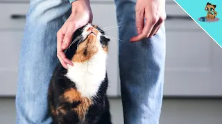 THIS Is Why Your Cat Rubs Against Your Legs!