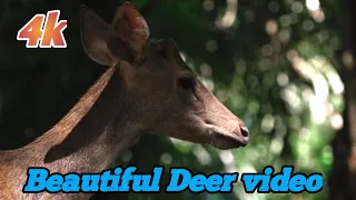 Whitetail Deer Videos: Amazing Up Close Footage #nature #youtubesubscribers #like