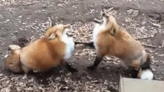 Как смеются лисы?