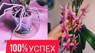 Делаю так, все просто !!! Пышное цветение орхидеи Лиодоро. Корни прут после обморожения.