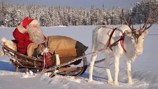 Salida de Papá Noel Santa Claus y renos 🦌🎅 para familias - Laponia Finlandia Navidad Polo Norte