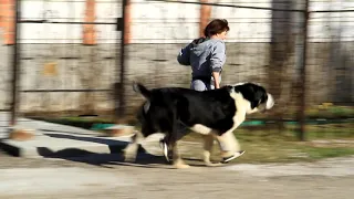 Видео Таюр Линкор