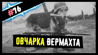 Боeвaя овчарка Вермaхта. Шахтеры добывают золото. Женщина-силач | РЕДКИЕ ФОТО #76