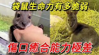 Kangaroo vitality is how fragile  wound healing ability is very poor  and even died of oral ulcer [