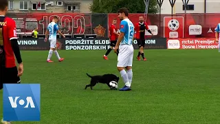 Dog Interrupts Soccer Match in Bosnia