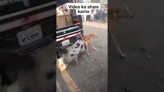 Dog successful mating with pig