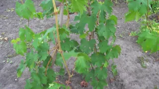 Созревание лозы однолетних кустов винограда